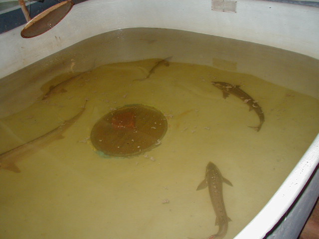 Мальки осетра на Селенгинском рыбоводном заводе